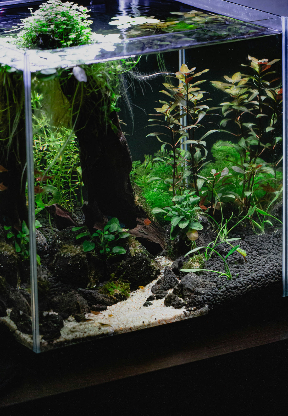 How to Add More Oxygen to a 10 to 100 Gallon Aquarium