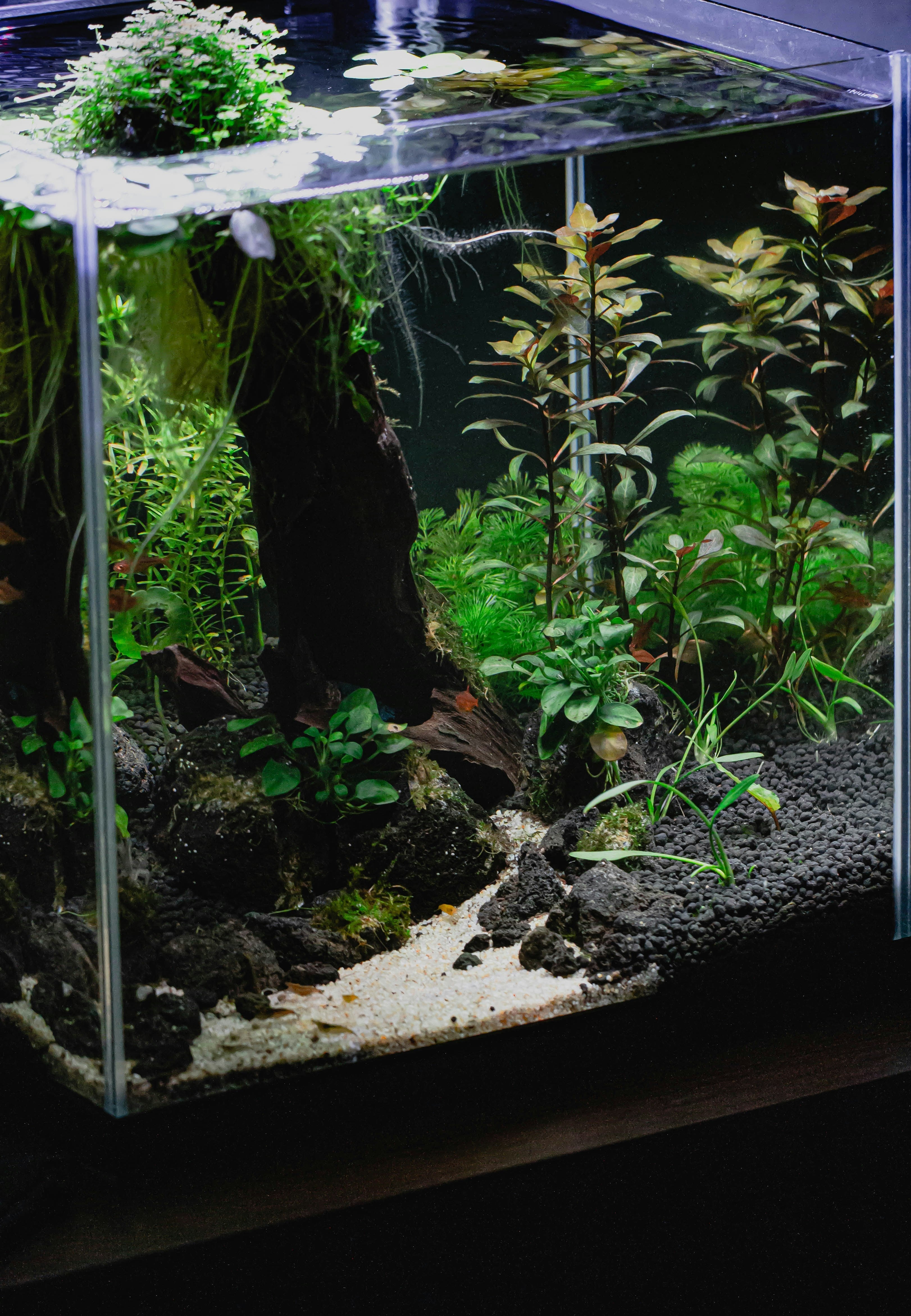 How to Add More Oxygen to a 10 to 100 Gallon Aquarium