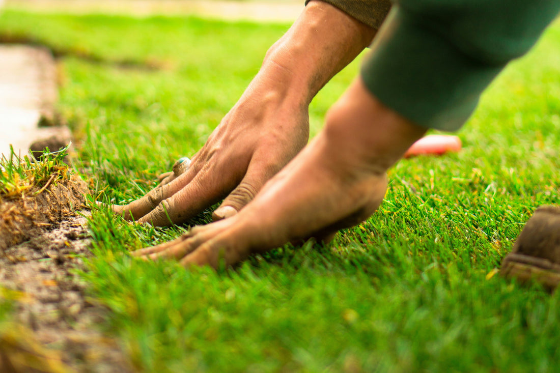 Signs Your Lawn May Need Better Drainage
