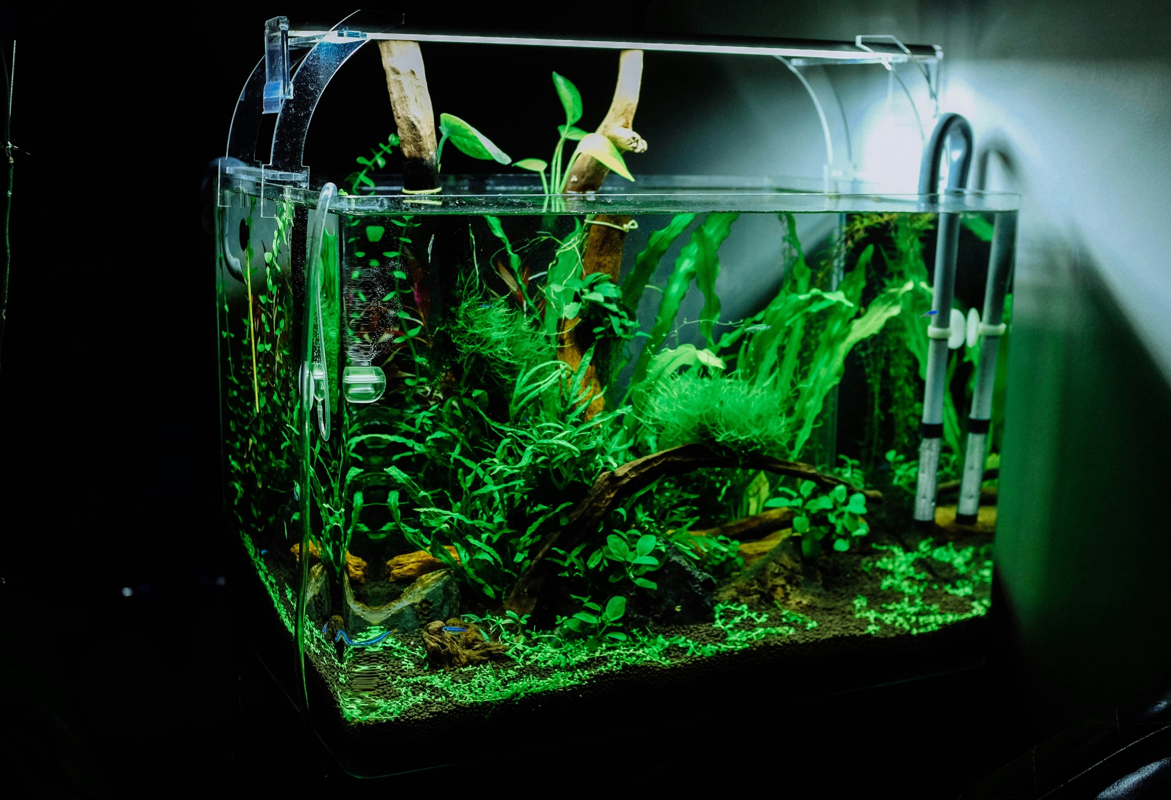 Setting Up a Gentle Filtration System for a Nano Aquarium