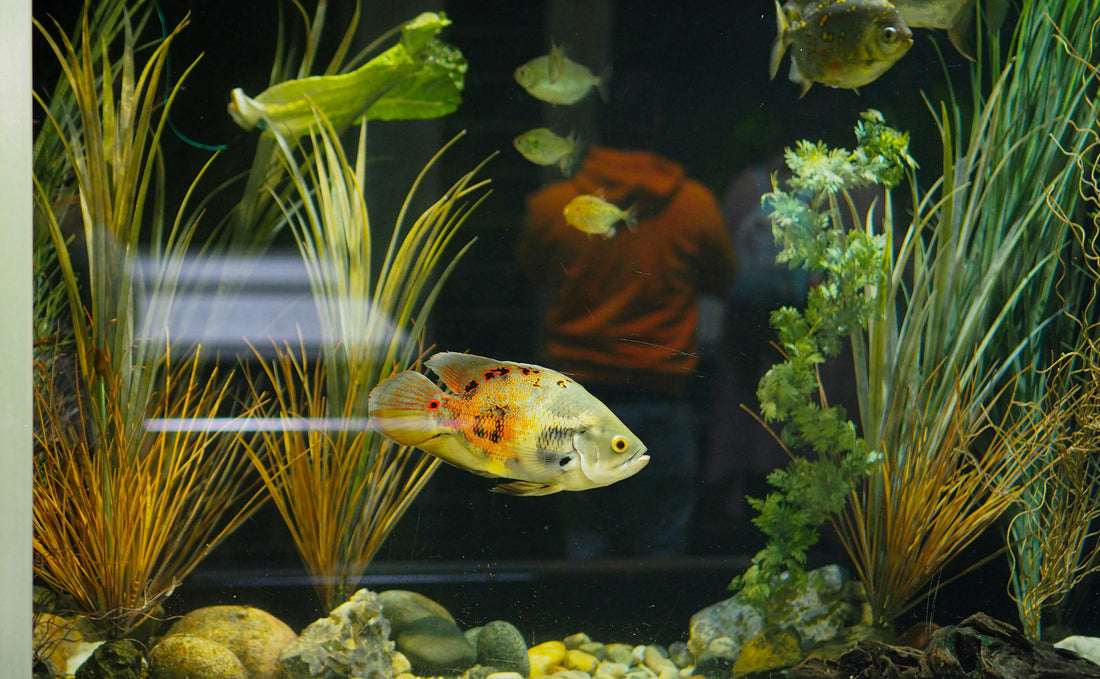 Aquarium Air Line Tubing Basics for Beginners