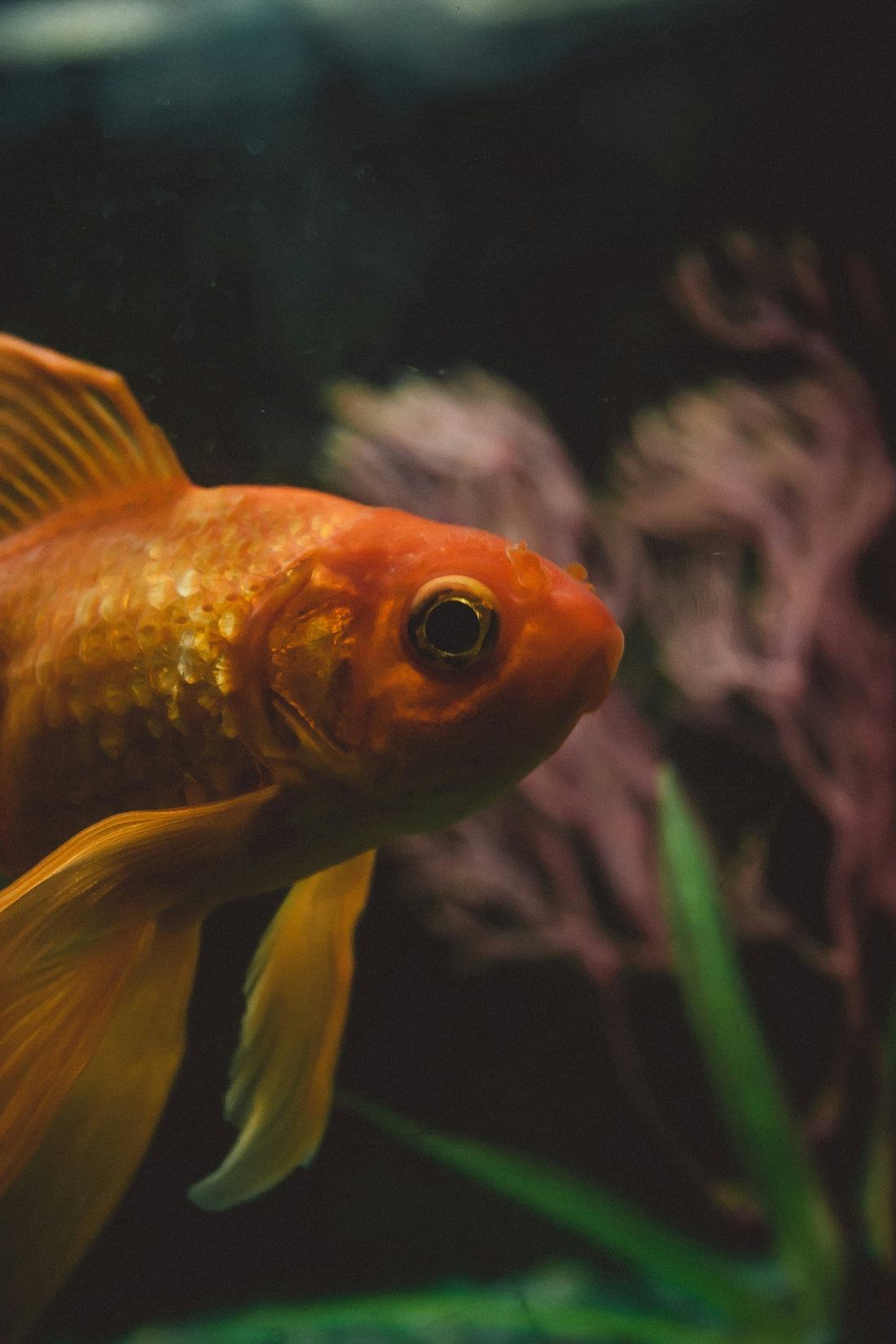 Why Sponge Filters Are Popular for Small Fish Tanks
