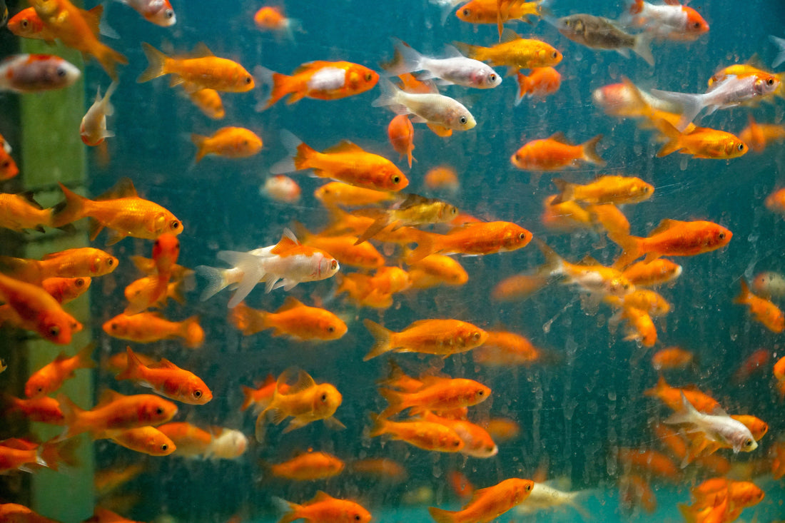 Keeping Fish Oxygenated During Transport or Power Outages