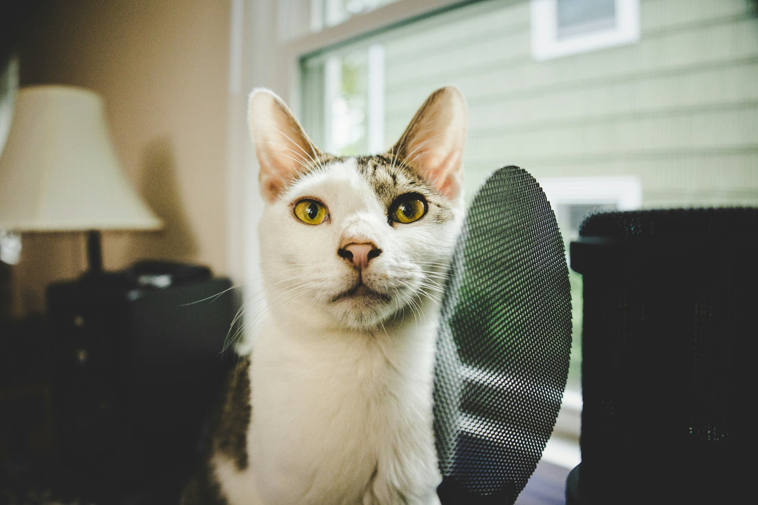 How Often Should Pet Owners Replace HVAC Air Filters?