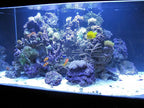 Kolar Labs Crystal Cal Activated Carbon – Small Jar, Activated Charcoal for Aquariums and Fish Tanks
