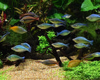 Seachem Matrix Bio Media and Purigen Organic Filtration Resin for Aquariums
